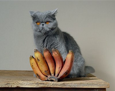 Cat + bananas