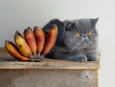 Cat + Bananas