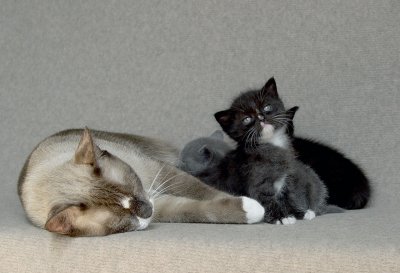 Kittens With Mom