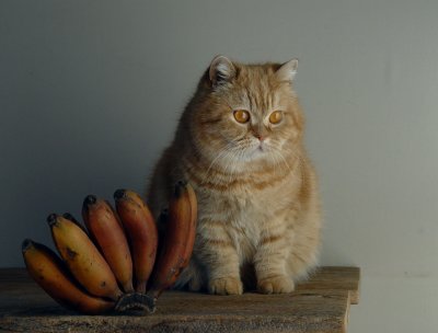 Cat + Bananas