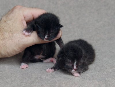Kittens At 2 Days And 4 Days Old