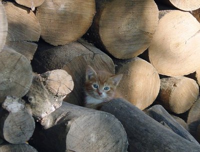 Lumber Mill Kittens 2001