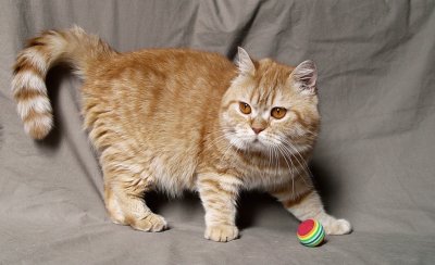 Mortimer a red tabby exotic shorthair