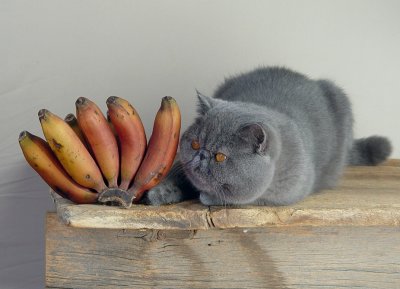 Cat + bananas