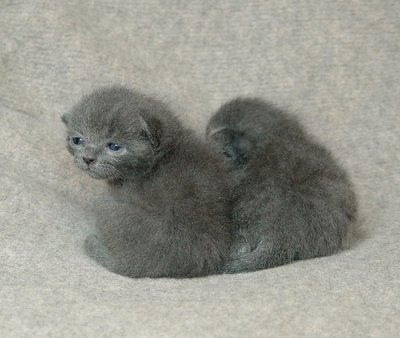 Kittens, one female and the other a male.