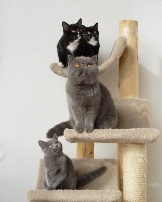 Cat Family Tree