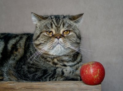  Apples Are Nice With Cats