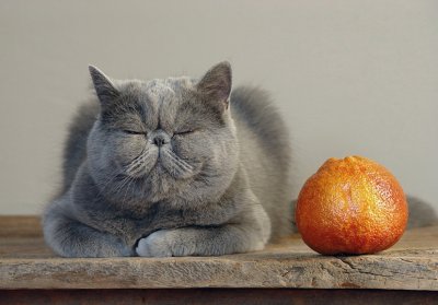 Cat + orange