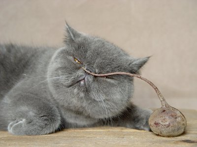 CB examines the red beet