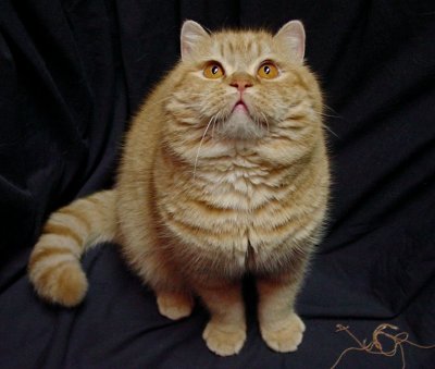 Mortimer, male red tabby exotic shorthair cat