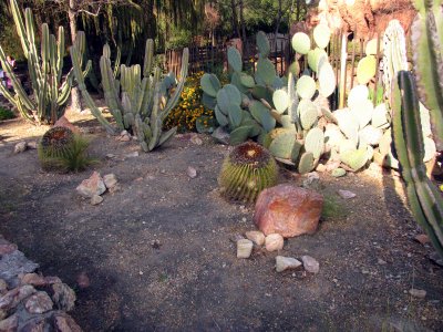 Cactus Garden Disneyland.tif