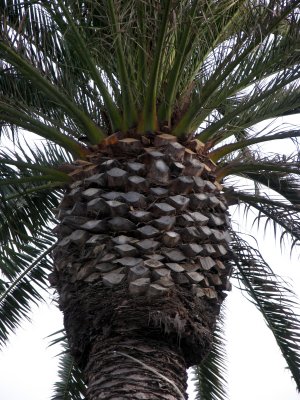 palm tree closeup.tif