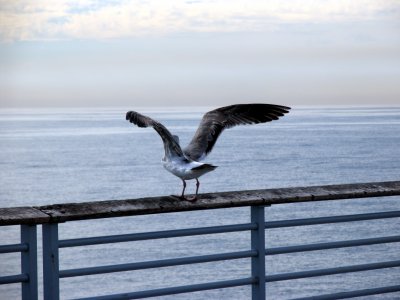 Seagull landing Hermosa Beach pier.tif