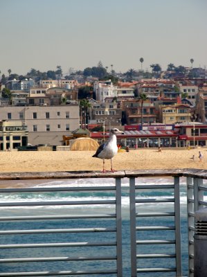 Seagull on Hermosa Beach pier.tif