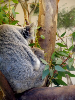baby koala san diego zoo.tif
