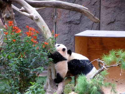 climbing panda san diego zoo.tif