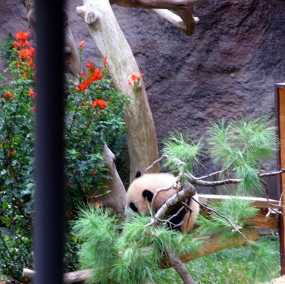 hiding panda san diego zoo.tif