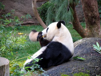 hungry panda.tif