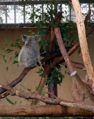koala butt san diego zoo.tif