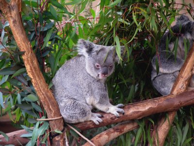 koala san diego zoo.tif