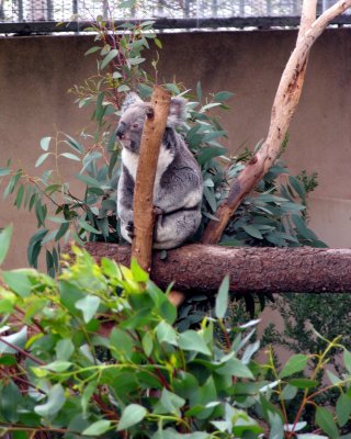 koala san diego zoo 2.tif