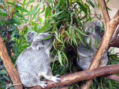 koalas san diego zoo.tif