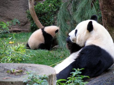 mama and baby panda san diego zoo.tif