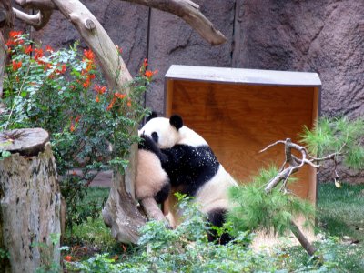 mama and baby panda san diego zoo2.tif