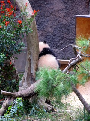 panda butt san diego zoo.tif
