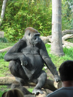 strike a pose san diego zoo.tif