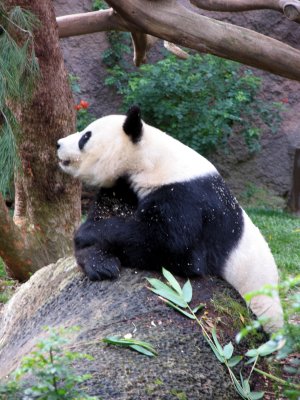 thinker panda san diego zoo.tif