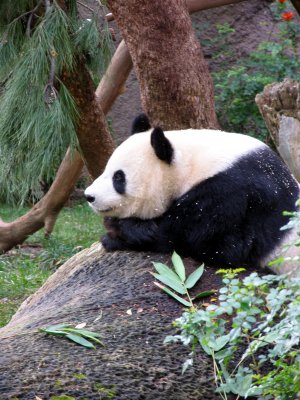 thinker panda san diego zoo2.tif
