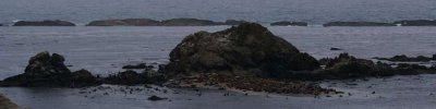 SEAL AND SEA LION ROOKERY OFF COOS BAY
