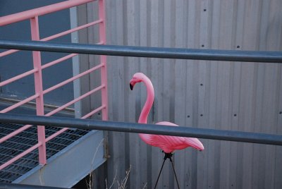A PAST VISITOR FROM THE UNIVERSITY OF WISCONSIN LEFT ONE OF THOSE FAMOUS FLAMINGOS AT THE SARA TELESCOPE