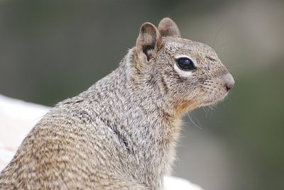 THE SOUTH RIM SQUIRRELS WERE SO CUTE AND VERY TAME...