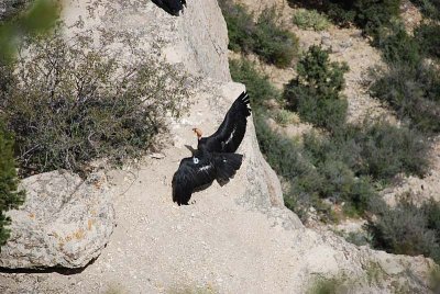 THESE CONDORS WERE RAISED AT THE INTERNATIONAL BIRDS OF PREY FACILITY NEAR BOISE, ID..... A PLACE WE VISITED