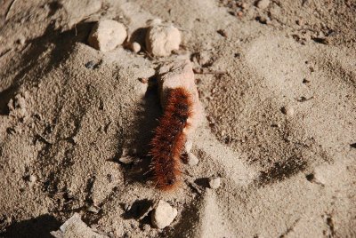 THIS LITTLE CRITTER WAS ENJOYING THE COOLNESS OF THE GARDENS