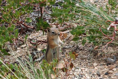 A GROUND SQUIRREL GREETED US THE MORNING WE VISITED THE GRANDEST VIEW OF ALL AT BRYCE NATIONAL PARK