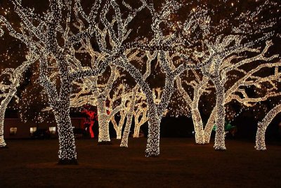 THESE HUGE LIVE OAKS WERE COVERED WITH LIGHTS JUST INCHES APART