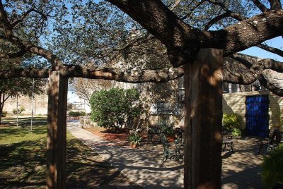 THE GROUNDS OF THE CHURCH ARE COVERED WITH THESE LIVE OAKS SOME OF WHICH NEEDED SOME HELP TO STAY OFF THE GROUND