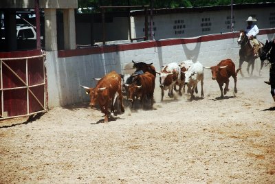 THE LONGHORNS ARE DRIVEN INTO THE RING FROM THE SHANK OF THE KEY SHAPED ARENA