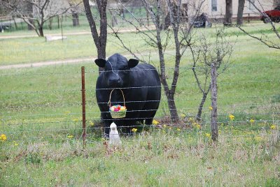 THIS HUGE BULL GREETED US WITH HIS EASTER BASKET ON THE WAY TO LUCKENBACH