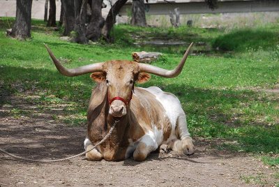 OR ADMIRE THE LOCAL LIVE STOCK- A GENUINE TEXAS LONGHORN
