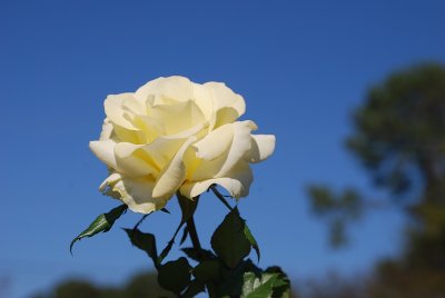 TEXANS HAVE A SPECIAL PLACE IN THEIR HEART FOR THE YELLOW ROSE