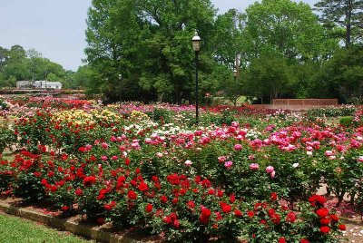 FROM THE MOMENT YOU STEP ON THE GROUNDS OF THE TYLER TEXAS ROSE GARDENS YOUR EYES ARE CASCADED WITH COLOR