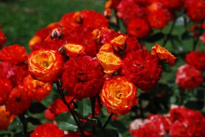 COMBINATION ROSE BEDS AE EXTREMELY COLORFUL