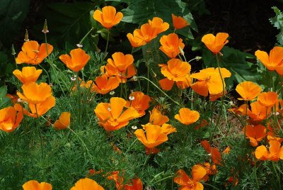 AND LOOK AT THE COLOR OF THESE POPPIES