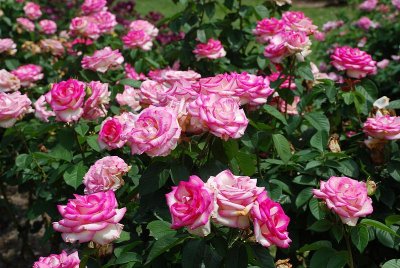 ALLOW AT LEAST 3 HOURS TO VIEW THE ROSE GARDENS OF TYLER