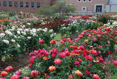 AS YOU WALK THRU THE ACRES AND ACRES OF ROSE BEDS.........