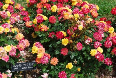 OTHER ROSE BEDS HAVE MULTIPLE COLORS WITHIN THE SAME BED